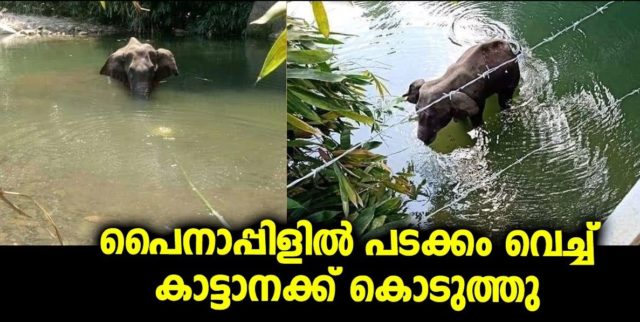 കാട്ടുപന്നിയെ പിടികൂടാൻ ഒരുക്കിയ സ്ഫോടക വസ്തു കെണിയിൽ അകപ്പെട്ട ഗർഭിണിയായ കാട്ടാനയ്ക്ക് ദാരുണാന്ത്യം