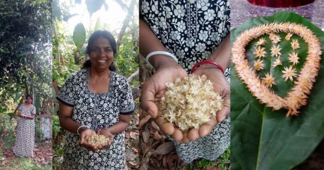 ഇലഞ്ഞിപ്പൂക്കൾ