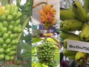 രുചിയേറും പൊപൗലു ചിപ്സ് ഉണ്ടാക്കാൻ നേന്ത്രനേക്കാൾ കേമൻ