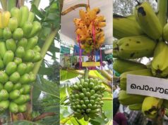 രുചിയേറും പൊപൗലു ചിപ്സ് ഉണ്ടാക്കാൻ നേന്ത്രനേക്കാൾ കേമൻ